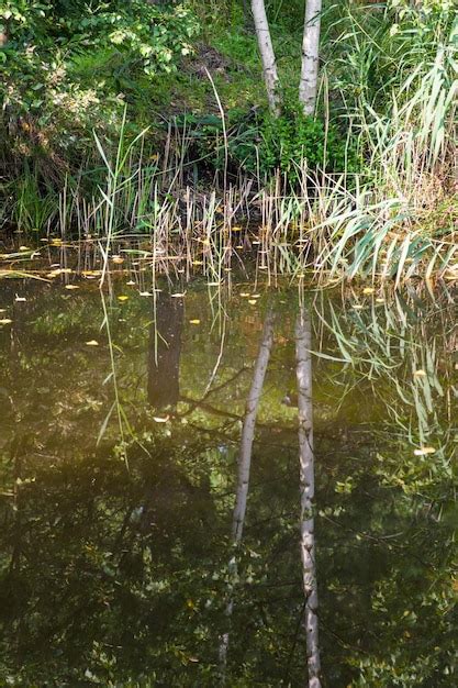 Premium Photo | Waterfront of forest pond and reflection of trees