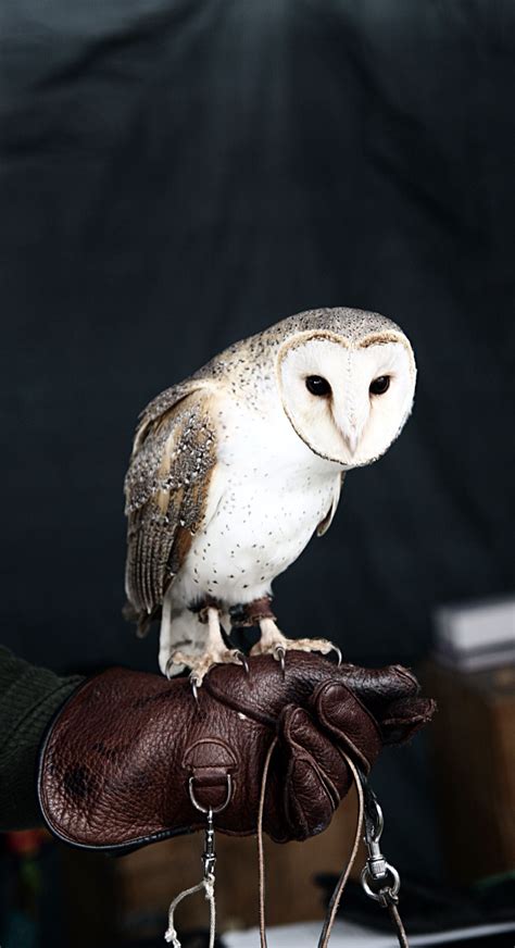 Barn Owl Nambour Show 2014 | Pet birds, Animals beautiful, Cute animals