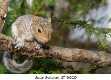 Baby Squirrel Stock Photo 274362020 | Shutterstock