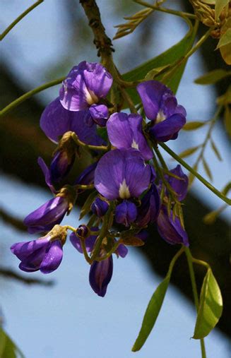 Bolusanthus Speciosus