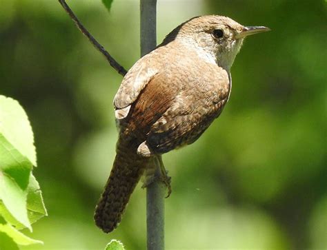 House Wren: Field Guide, Pictures, Habitat & Info - Optics Mag