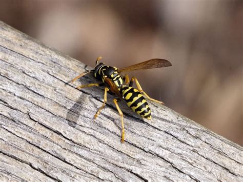 Wasp and Bee Profiles (3)-min - Canberra Pest Control