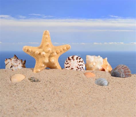 Estrela Do Mar E Conchas Do Mar Na Areia Da Praia Em Um Branco Imagem