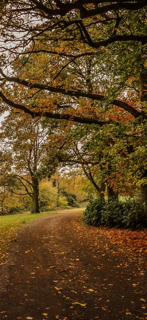 Les Fonds Décran Feuille Brown Paysage Naturel Rameau Les Gens