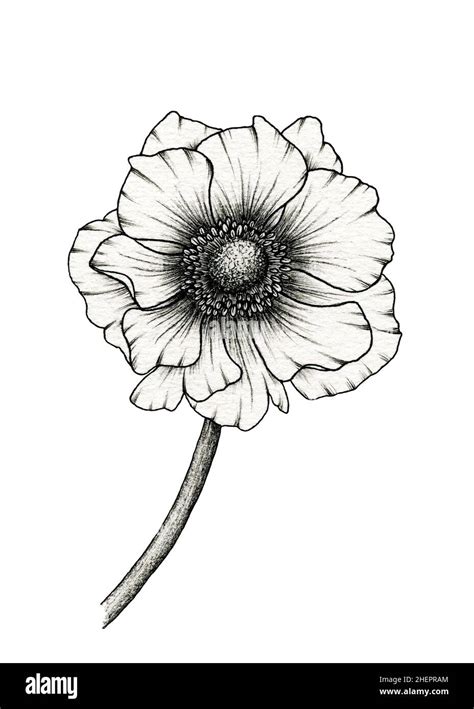 Monochrome Anemone Flower Drawing Isolated On White Floral Ink Line