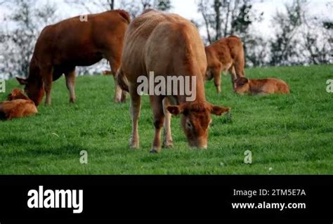 Limousin Domestic Cattle Cows And Calves Loire Countryside In France