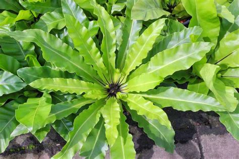 Asplenium Archives Gardenia