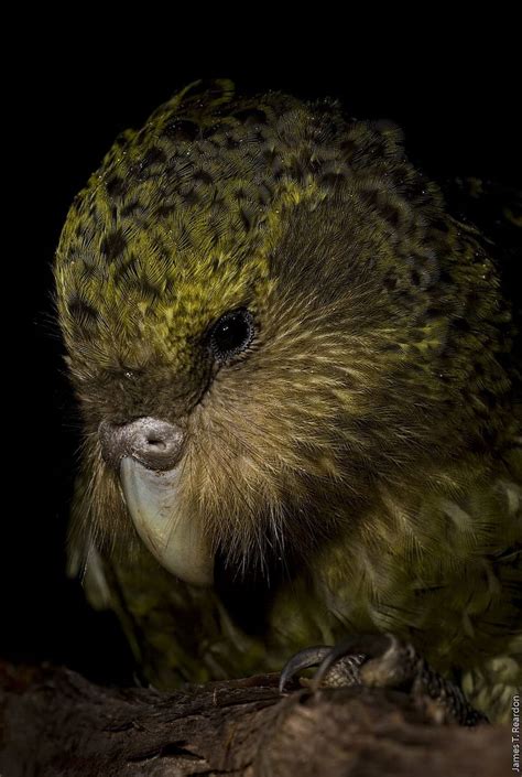 Kakapo Owl Parrot HD Phone Wallpaper Pxfuel