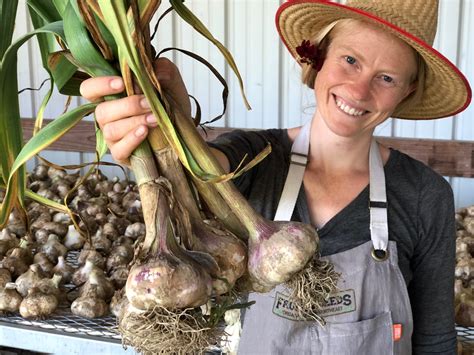 When to Harvest Garlic - Fruition Seeds