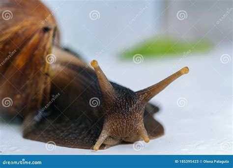 Dark Achatina Snail With Dark Shell Crawling Near White Alarm Clock On