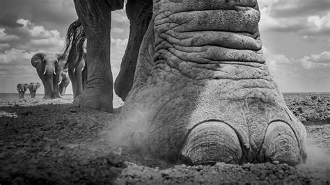 20 Outstanding Wildlife-Winning Photos From The reFocus Black & White ...