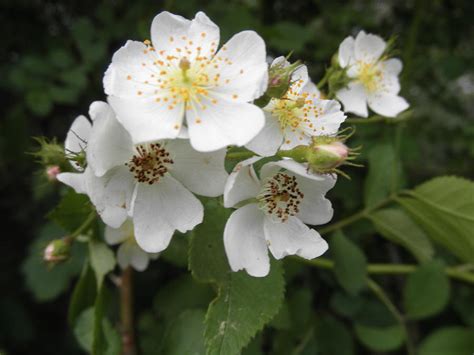 Wild Blackberry Flowers Photograph by Jeanette Oberholtzer - Fine Art ...