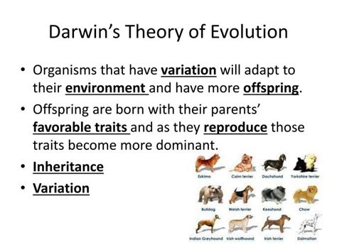 PPT Theory Of Evolution Darwin Vs Lamarck PowerPoint Presentation