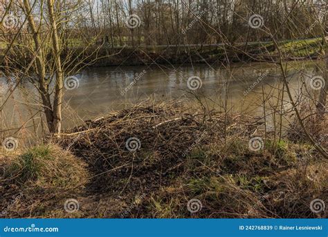 Large Dam of the Eurasian Beaver on the Nidda River, Frankfurt, Germany ...