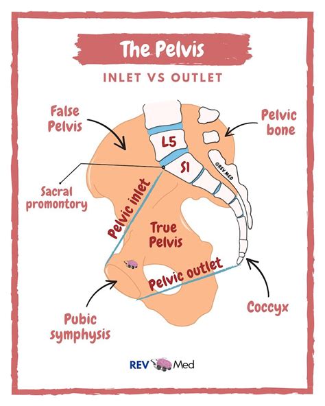 Leiden Drawing Pelvic Inlet And Outlet English Labels Anatomytool The