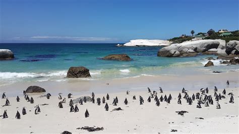 Penguins Beach Tropical Free Photo On Pixabay Pixabay