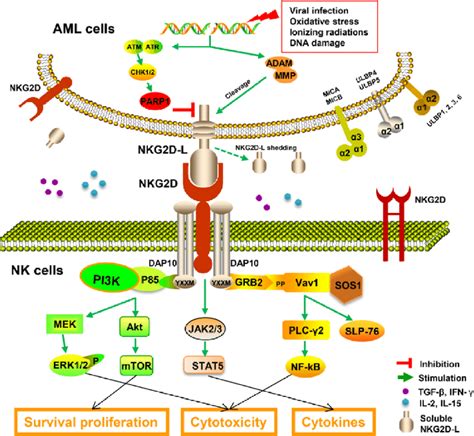 The Critical Role Of Nkg D Nkg D L Axis In Nk Aml Cells Recognition