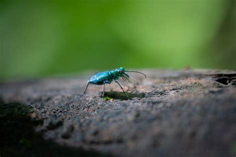 Six Spotted Tiger Beetle At Caledon — Todd Henson Photography