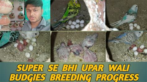 My Budgies Parrot Colony Breeding Progress Bajri Toto Ki Jabardast