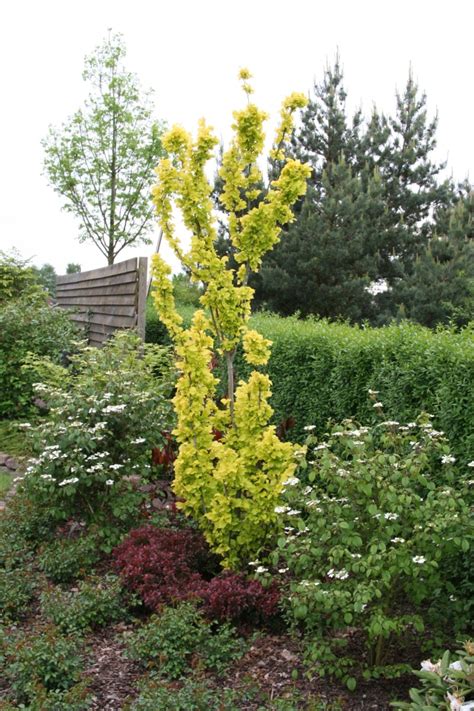 Ulmus Carpinifolia Wredei