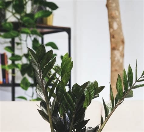 5 Plantas Para Decorar E Alegrar O Ambiente