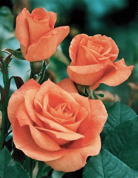 1000 Images About Rose Reference On Pinterest Hybrid Tea Roses