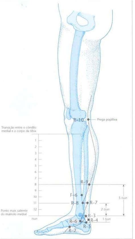 Atlas De Acupuntura Claudia Focks Acupuntura La Columna Vertebral