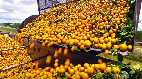 COMO se HACE el JUGO de NARANJA industrial Producción en MASA de