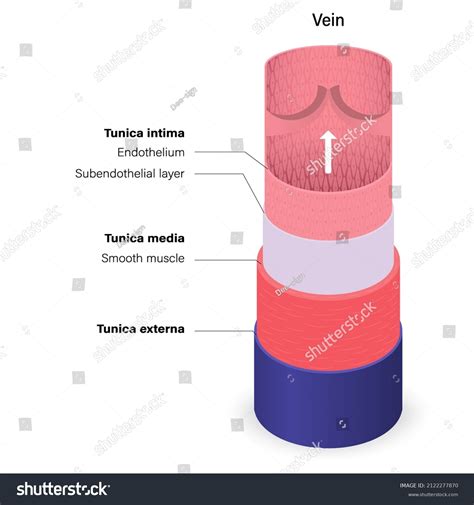 Tunica Media 114 Images Photos Et Images Vectorielles De Stock