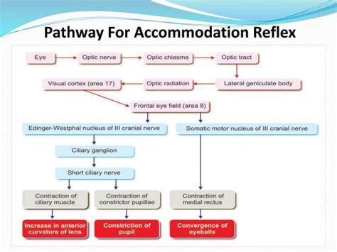 Accomodation reflex | PPT