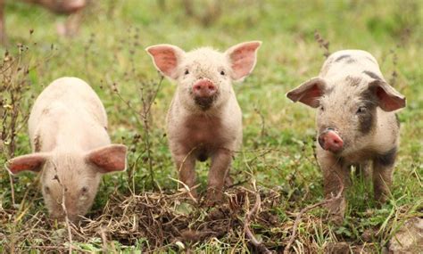 Scientists Can Now Translate Pig Grunts