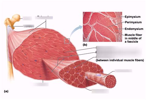 Connective Tissue In Skeletal Muscle Diagram Quizlet