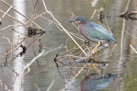 Practical Earthkeeping: Spring Migration