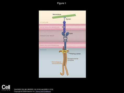 Pushing And Pulling Microtubules Mediate Meiotic Pairing And Synapsis