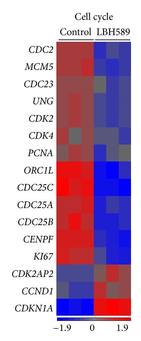 Low Dose Lbh Treatment Induces Cell Cycle Arrest And Senescence