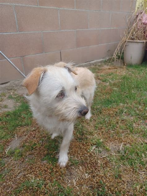 Wire Haired Terrier Mix Breeds