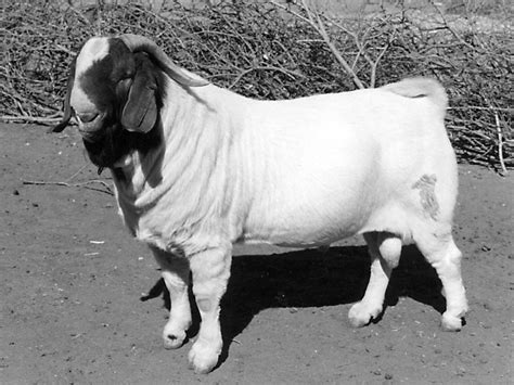 Boer Goats - Small Farmer's JournalSmall Farmer's Journal