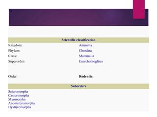 Rodents biology and classification | PPT