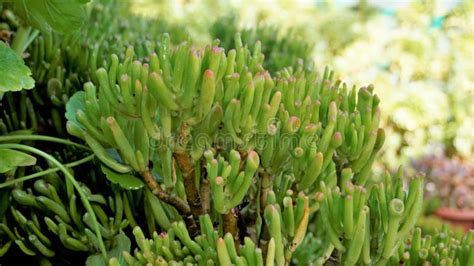 Beautiful Exotic Rare Crassula Ovata Gollum Finger Jade Plant From A