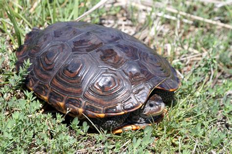 Bill Hubick Photography - Diamondback Terrapin (Malaclemys terrapin)