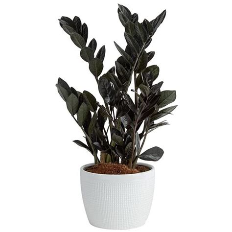 Costa Farms Raven Zz Indoor House Plant 20 54 Free Shipping W Prime Or On 25 [deal Price