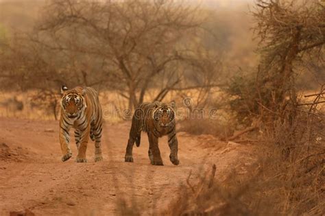 Tigers Jumping a Wall Hunting Prey Stock Photo - Image of cubs, tiger: 320069400