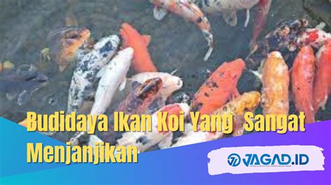 Budidaya Ikan Koi Yang Sangat Menjanjikan Jagad Id