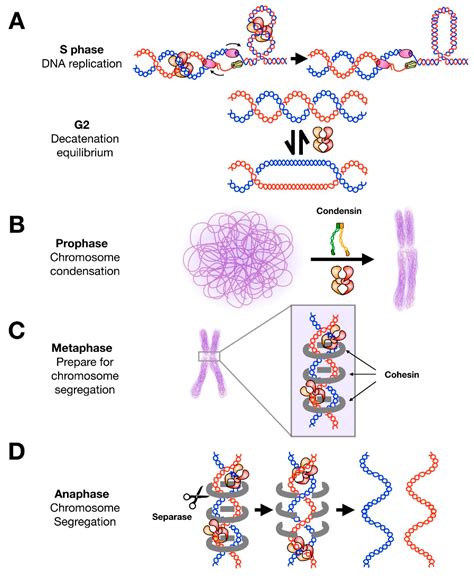 Genes Free Full Text Cell Cycle Dependent Control And Roles Of Dna