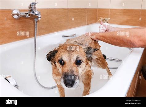 Dog In A Bathtub Hi Res Stock Photography And Images Alamy