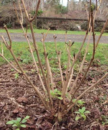 How To Prune Panicle Hydrangeas – Hydrangea paniculata in 2023 | Panicle hydrangea, Hydrangea ...