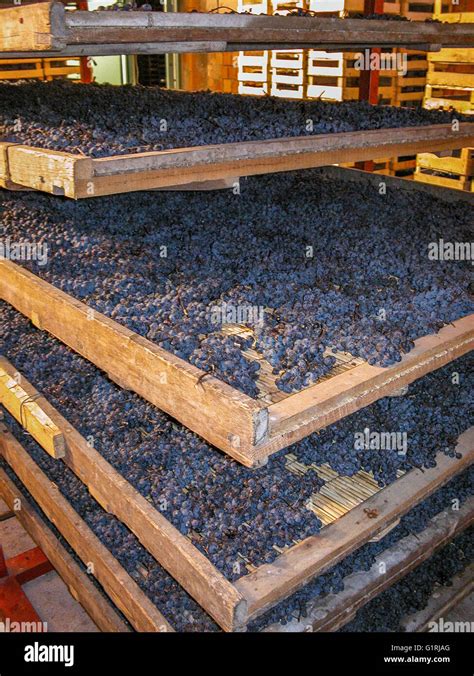 Grapes For Valpolicella Amarone Wine Drying After Harvest On Wooden