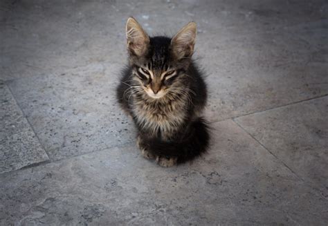 Retrato de lindo hermoso gatito como animal doméstico Foto Premium