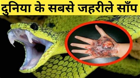 दुनिया के सबसे जहरीले साँप Most Dangerous Snake In The World