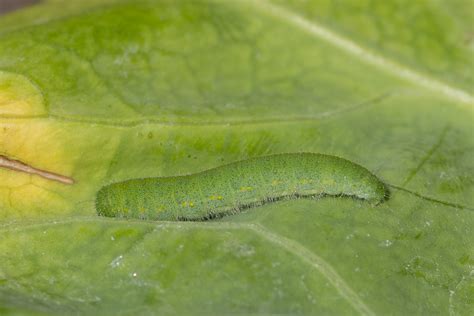 Pieris Rapae Cabbage White